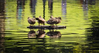 Central Park NY Agosto 2020